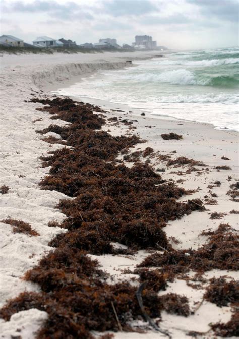 Be prepared with the most accurate 10-day forecast for <b>Pensacola</b> nas, FL with highs, lows, chance of precipitation from The Weather Channel and Weather. . Pensacola beach algae 2022